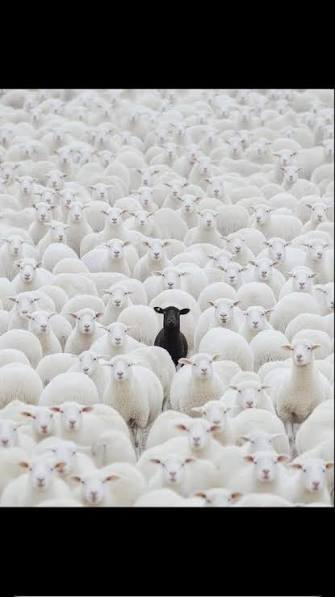 Black Sheep in the Herd
